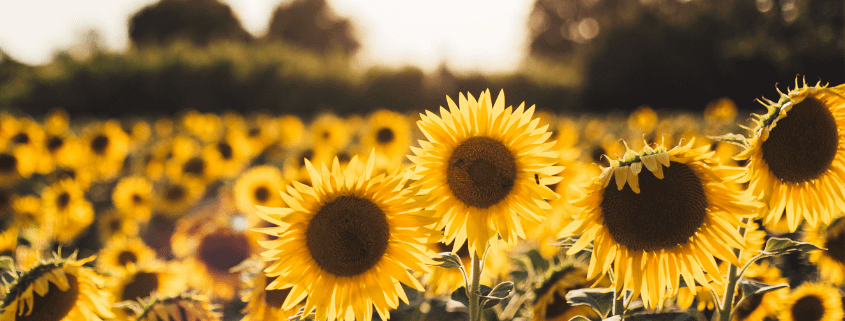 Why Natural Tocopherols Are the Best Choice for Food Shelf Life?