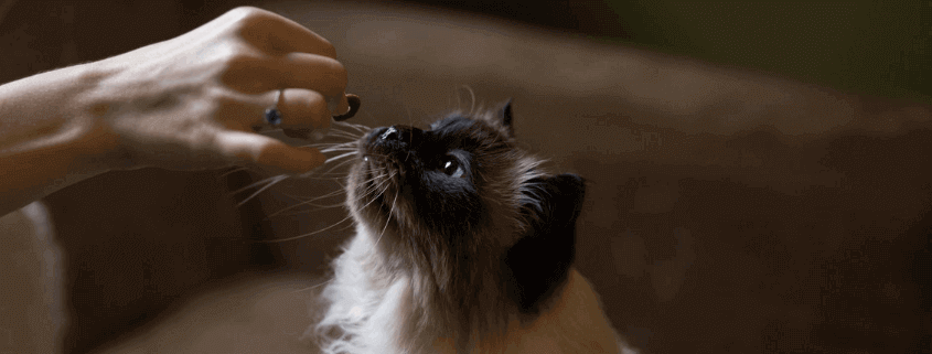 Legislación, toxicidad y usos del propilenglicol en alimentación animal