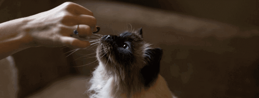 Uses of propylene glycol in animal feed