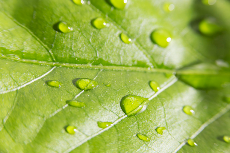 Transitioning from synthetic antioxidants to natural antioxidants